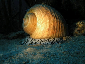 Underwater Ecologist