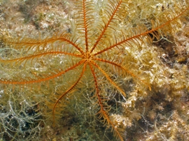 Underwater Enviroment Diver