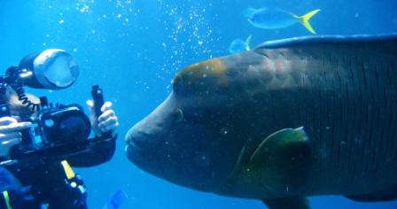 Underwater Photographer